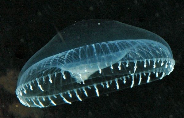 jelly fish image